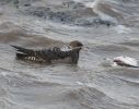 Pomarine_Skua12012010__(23).jpg