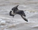 Pomarine_Skua12012010__(34).jpg