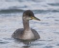 R-N-Grebe2.jpg