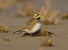 Shorelark-lbc-2.jpg