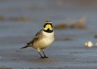 Shorelark-lbc.jpg