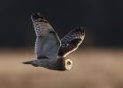 Short-eared_Owls_lbc6.jpg