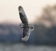 Short-eared_Owls_lbc_7_.jpg