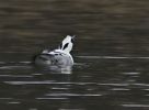 Smew_1.jpg