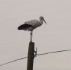 Stork_on_telegraph_post_in_back_garden_008.jpg