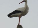 Stork_on_telegraph_post_in_back_garden_013.jpg