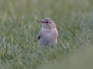 Tawny_Pipit_LBC2.jpg