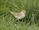 Tawny_Pipit_lbc.jpg