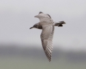 Thayer_s_Gull.jpg