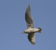 Thayer_s_Gull_LBC2.jpg