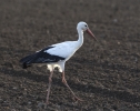 White_Stork_2.jpg