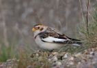 a-Snow-Bunting20081122_g.jpg