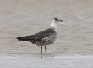 skua_sp_2.jpg