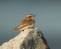 whinchat.jpg