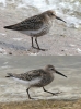 Dunlin-Cov-0911.jpg