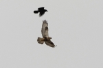 Flight-+-Crow004W2.jpg