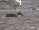 King-Eider-1W.jpg