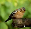 chaffinch07.jpg