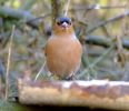 chaffinch3.jpg