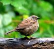 dunnock6.jpg