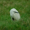 egret6.jpg