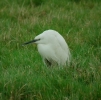 egret7.jpg