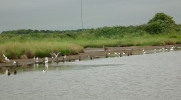 egrets1.jpg