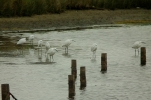 egrets2.jpg