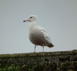 glauc11.jpg