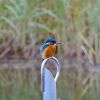 kingfisher3.jpg