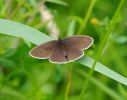 ringlet2.jpg