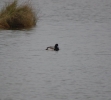 scaup2.jpg