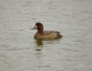 scaup3.jpg