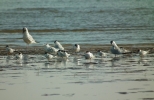 terns1.jpg