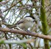 willowtit3.jpg