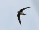 Alpine-Swift-1.jpg