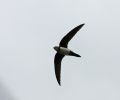 Alpine-Swift.jpg