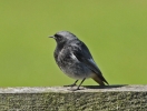 Black-Redstart1.jpg