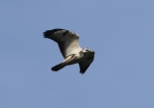 Common-Buzzard.jpg