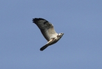 Common-Buzzard2.jpg