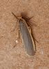 Common-Footman.jpg