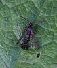 Currant-Clearwing.jpg