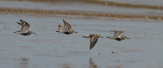 Dunlin.jpg