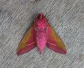 Elephant-Hawkmoth-2.jpg