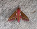 Elephant-Hawkmoth.jpg