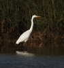 GWE1.jpg