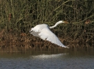 GWE2.jpg