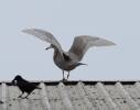 Glaucous-Gull.jpg