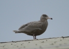 Glaucous-Gull2.jpg