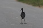 Glossy-Ibis.jpg